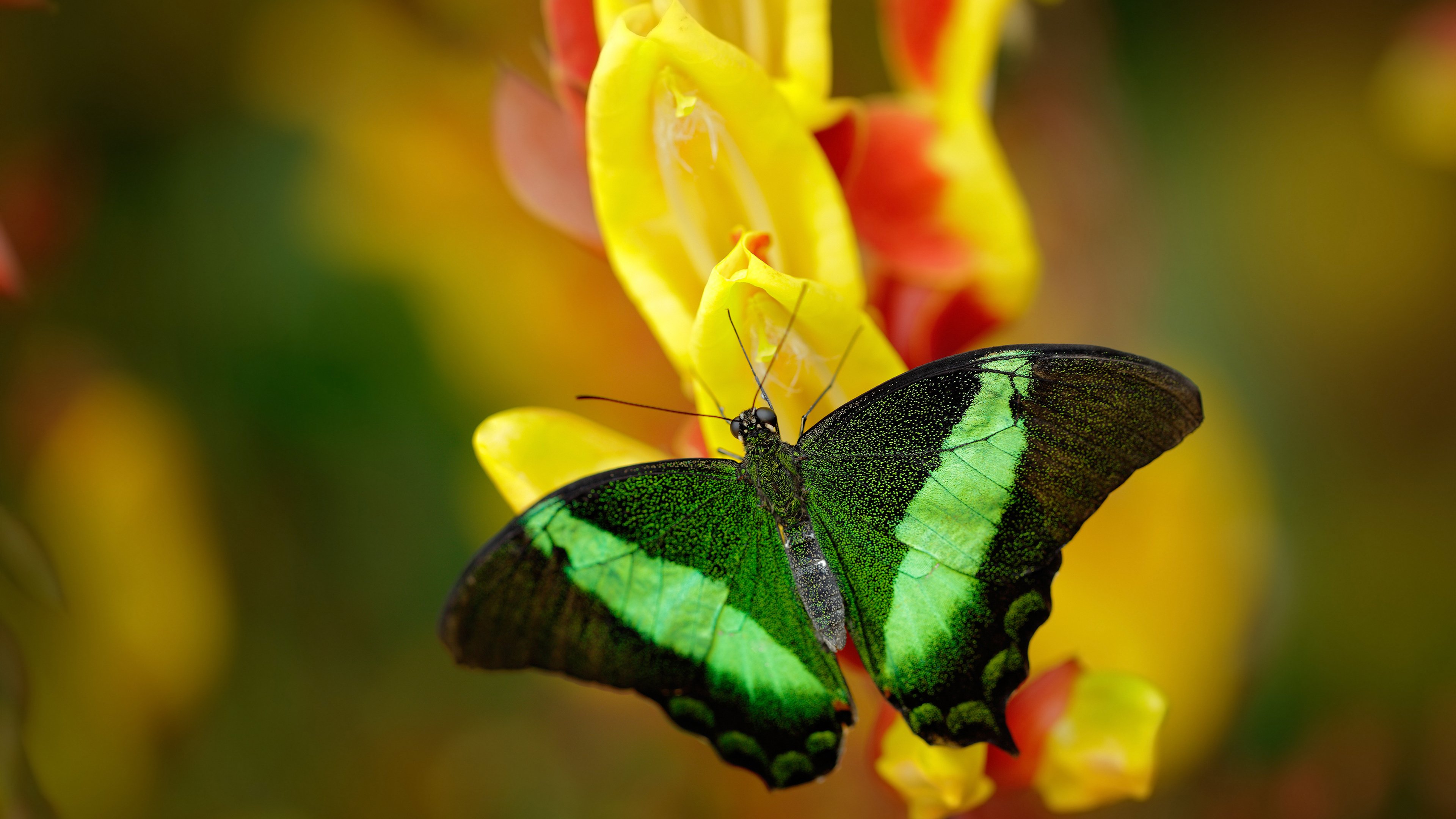 双翼遮蔽苍穹，字母哥撕裂的篮球史诗