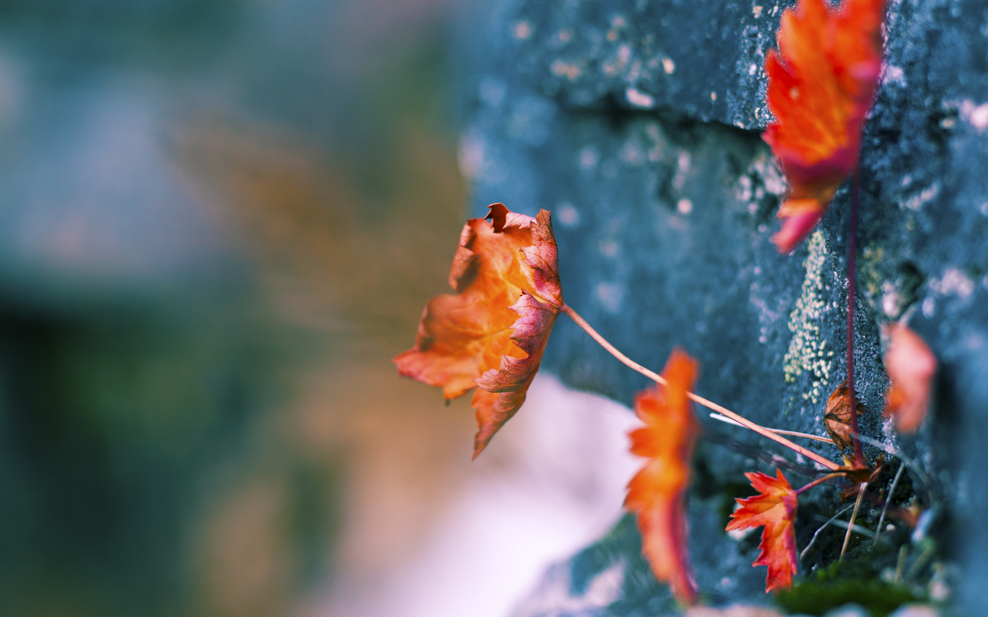 淘汰与登顶，当湖人穿越爵士的喧嚣，真正的焦点却在另一片赛场燃烧