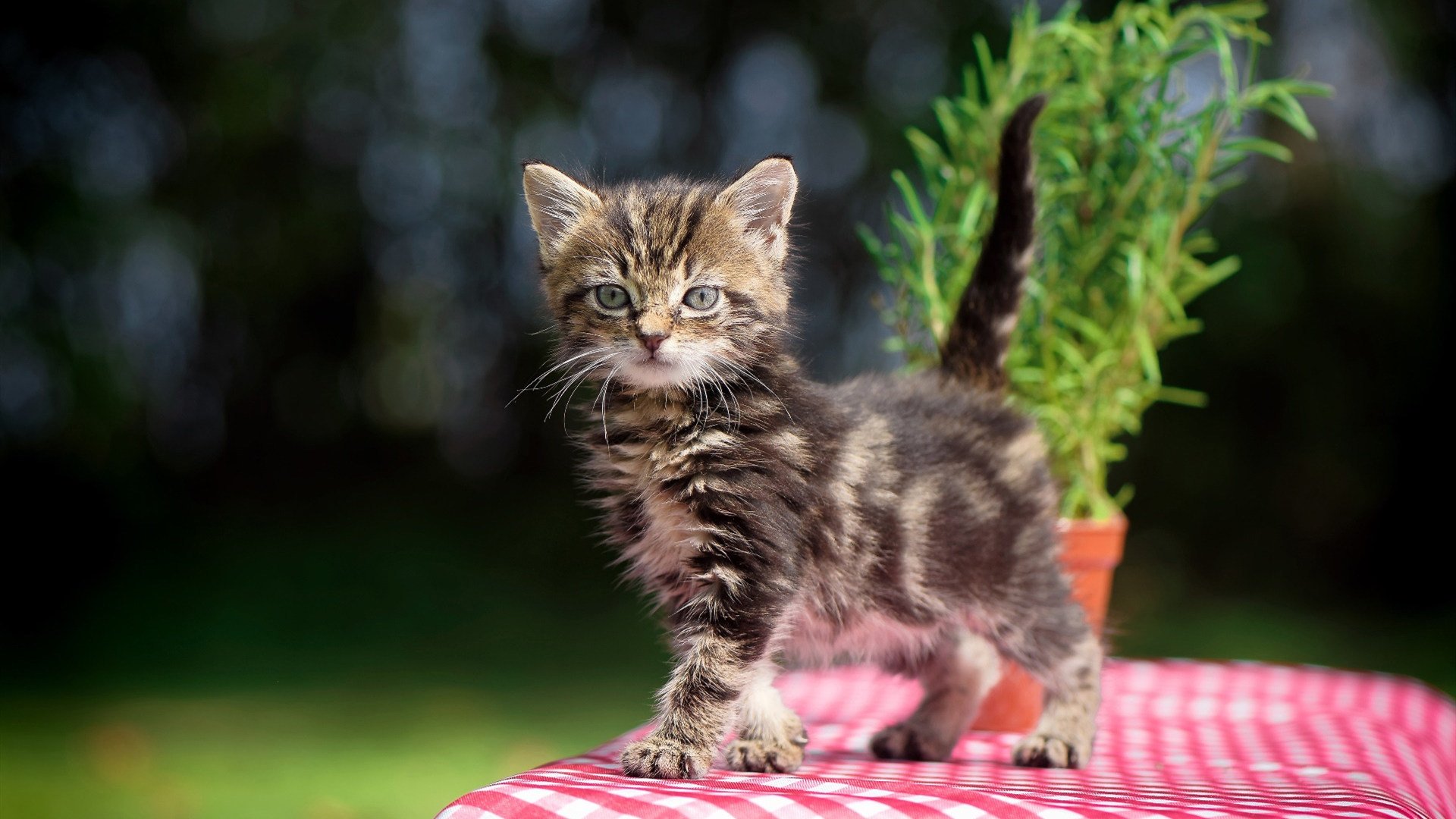 绝境王牌，布伦森撕裂悬念，凯尔特人决胜局中终结深圳队