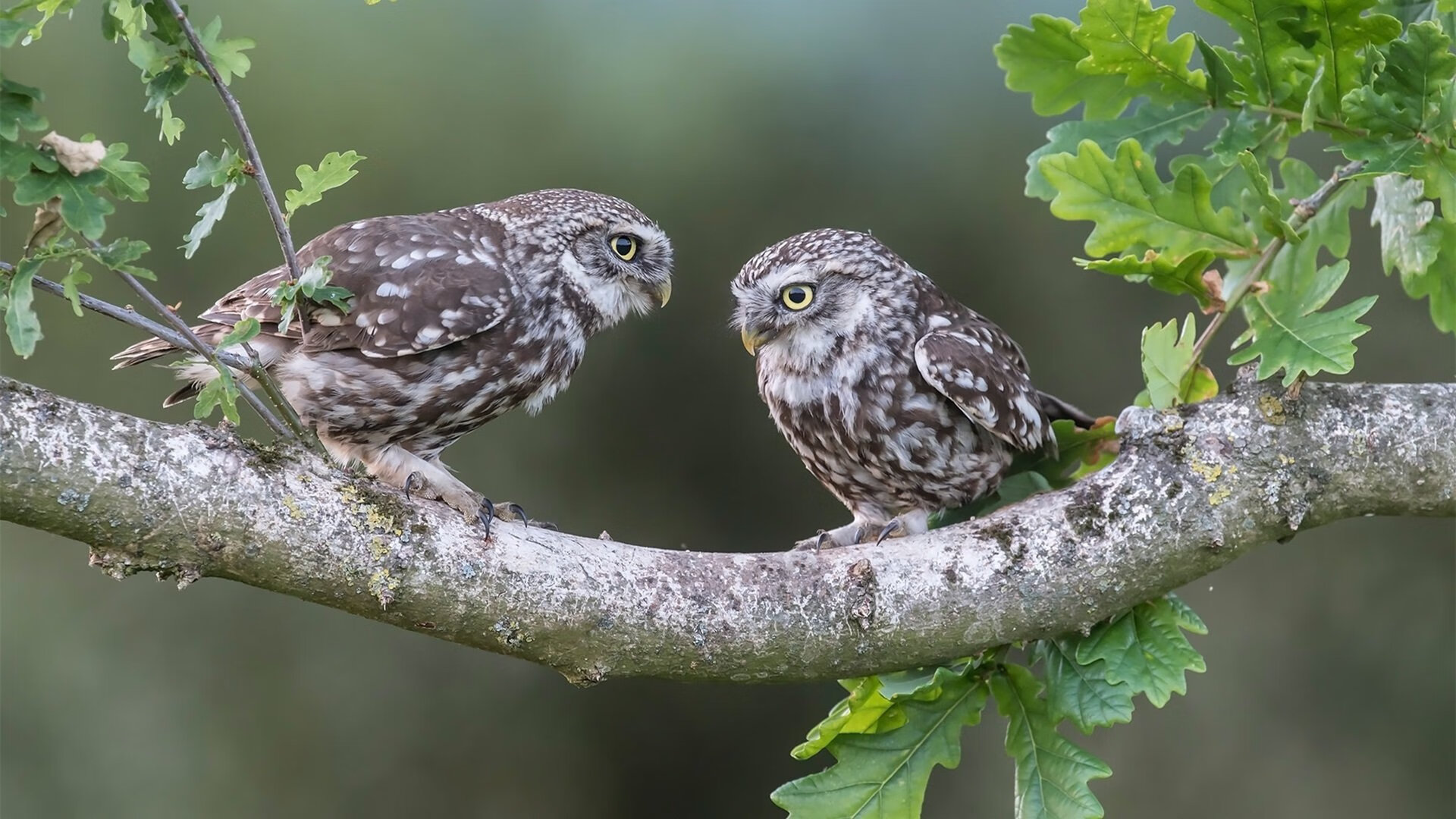 淬火为刃！坎特29+16封王之战，安哥拉生死搏杀掀翻澳大利亚的史诗之夜