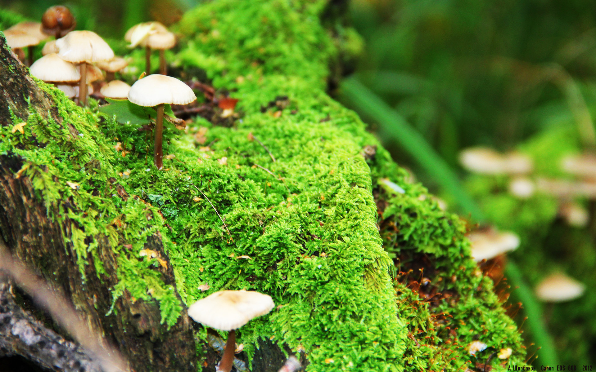 2026世界杯承办预演，深圳闪电战2-0速胜北京，尽显未来赛事承办力