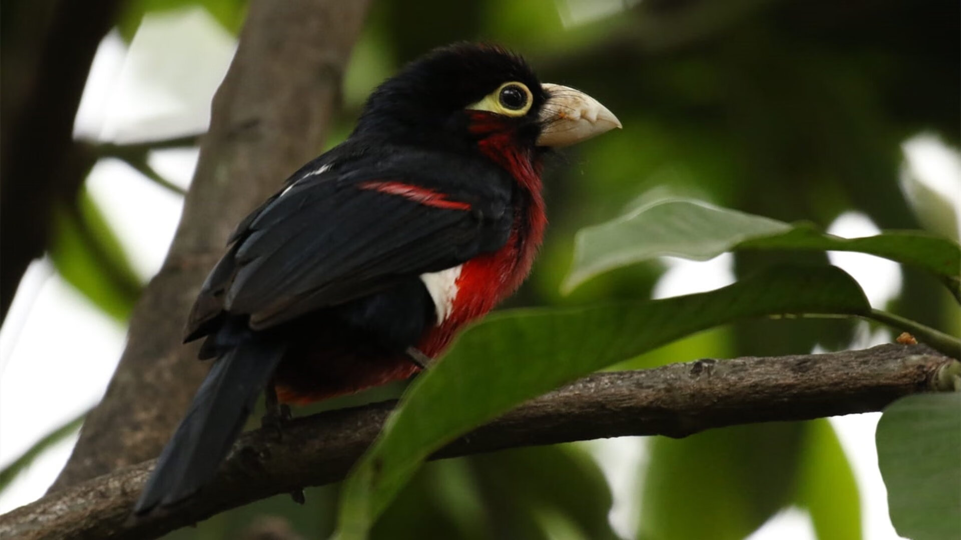 开云体育入口-铁血磐石 vs 王者权杖，当安哥拉的防线凝聚为一个人的史诗