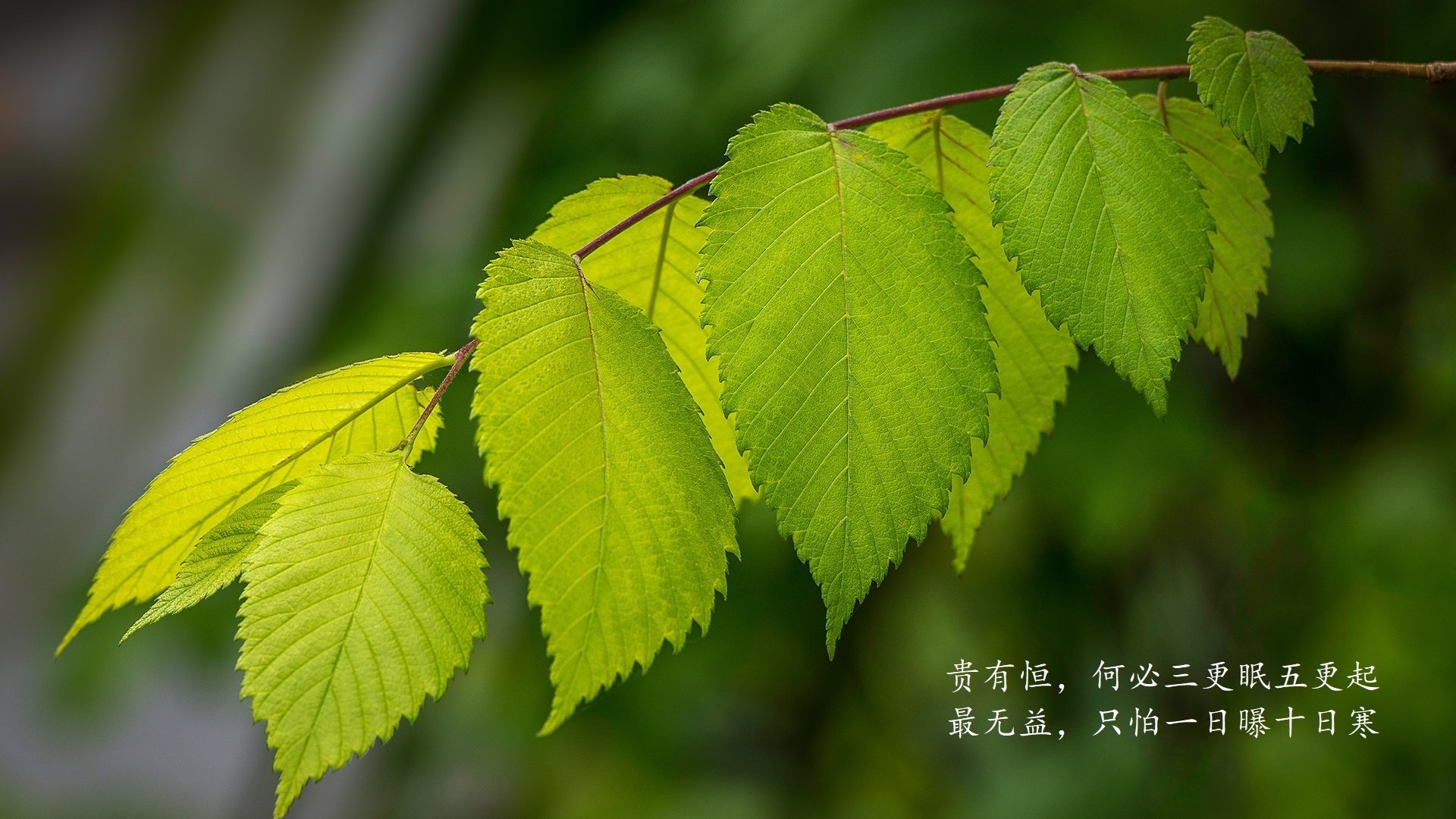 开云体育入口-黄蜂蛰痛绿军背后，塔图姆的完美演出如何照亮凯尔特人的隐形裂痕