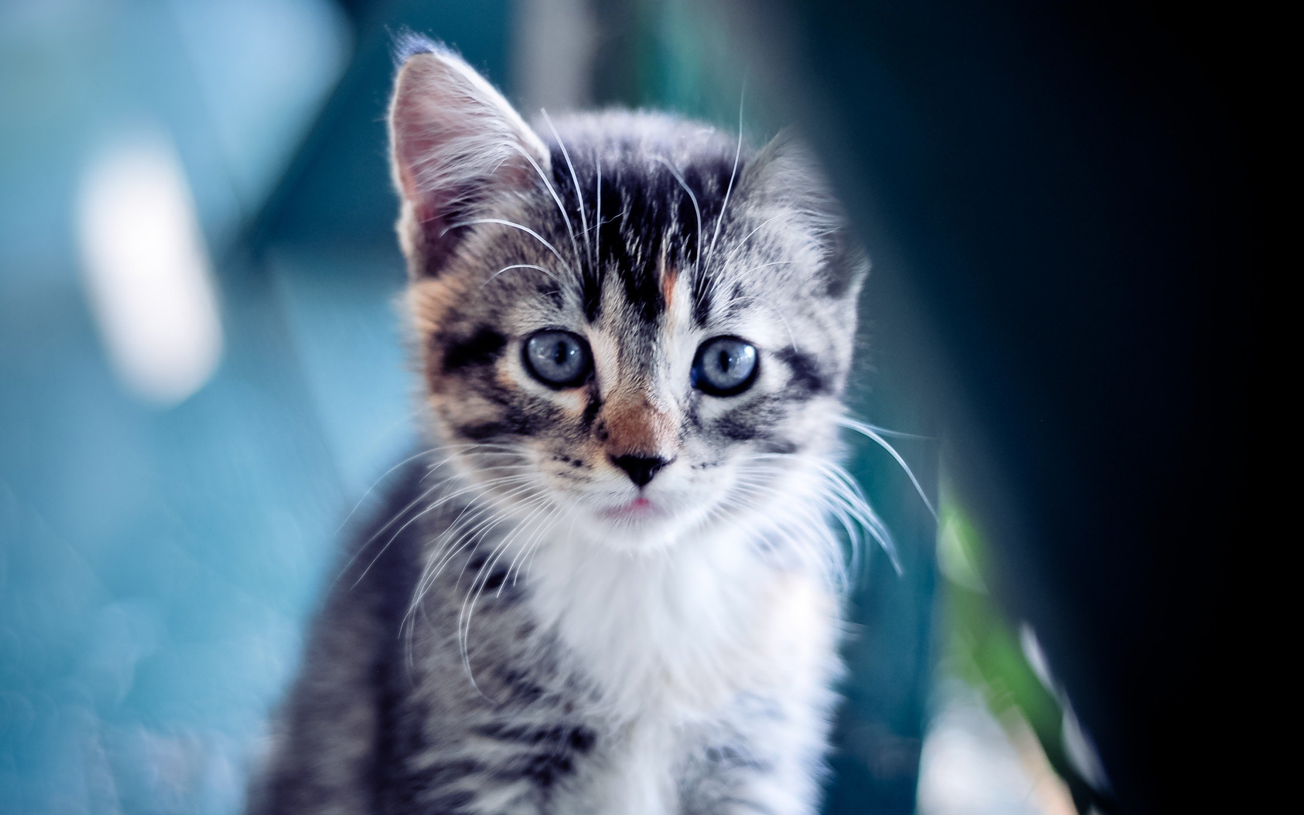 欧文末节风暴!新疆队以柔克刚击败猛龙