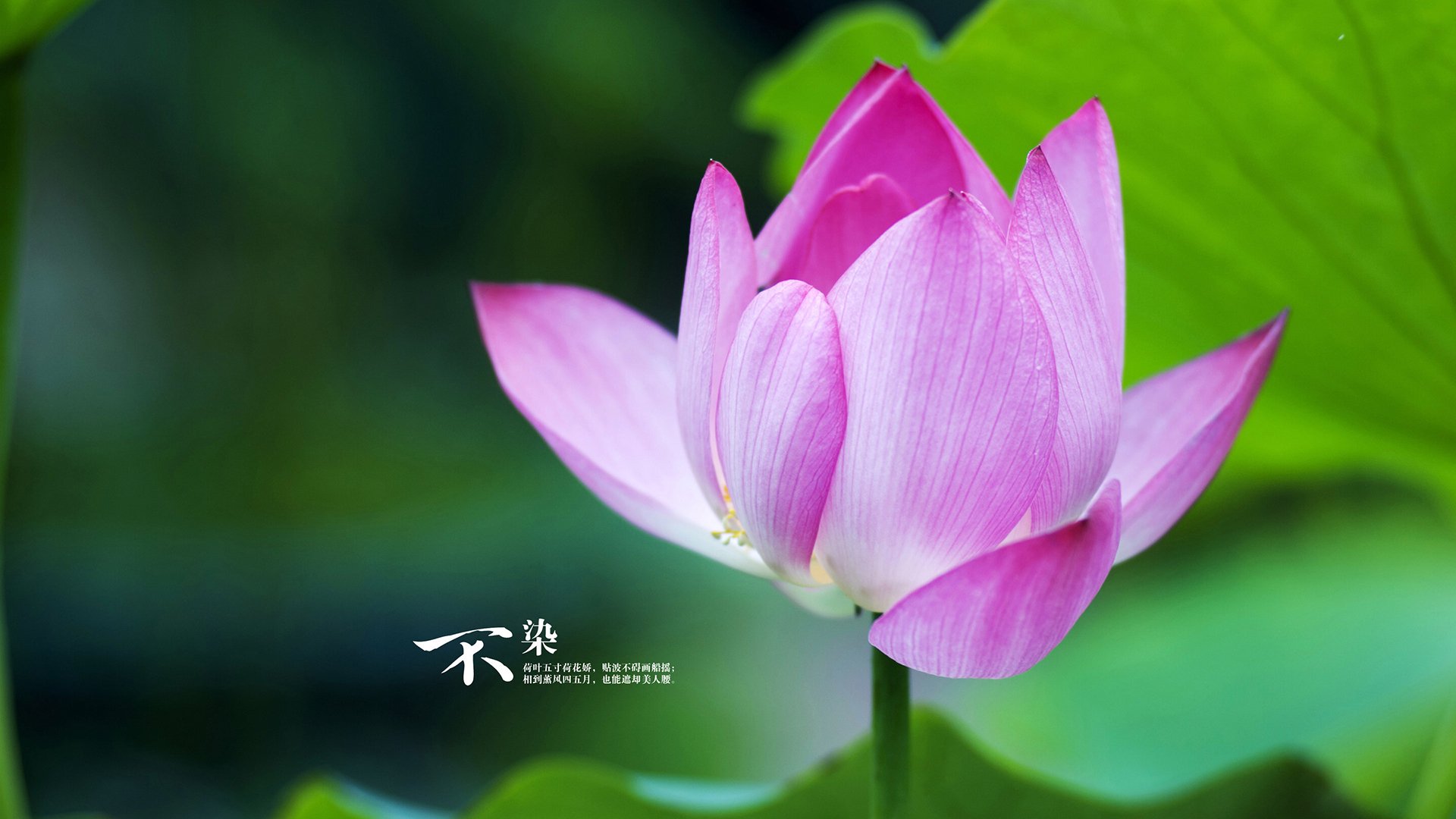 开云体育入口-铁幕倒悬，当北极光灼烧在布拉格之春，阿方索·戴维斯用头槌为北欧神话加冕