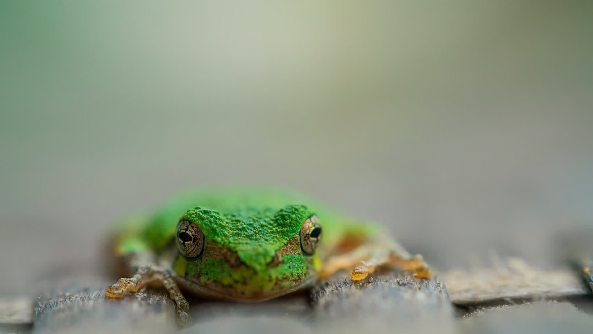 草案(扩展思维)